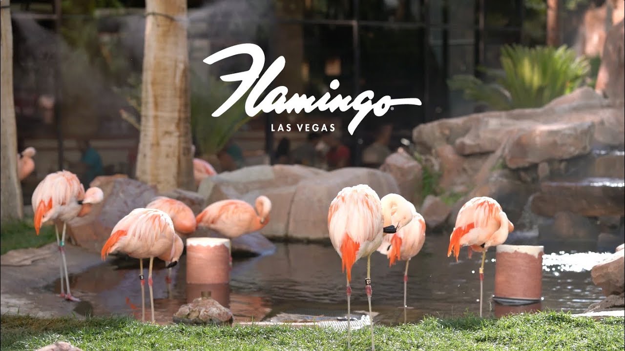 LAS VEGAS HOTELS: Flamingo review - Begas Vaby